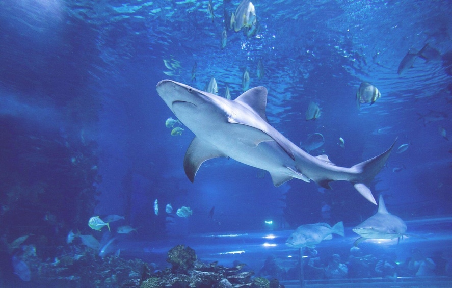 Picture 2 for Activity Mexico City: Admission to the Inbursa Aquarium, Sea Life Park, and Optional Virtual Reality Experience 2