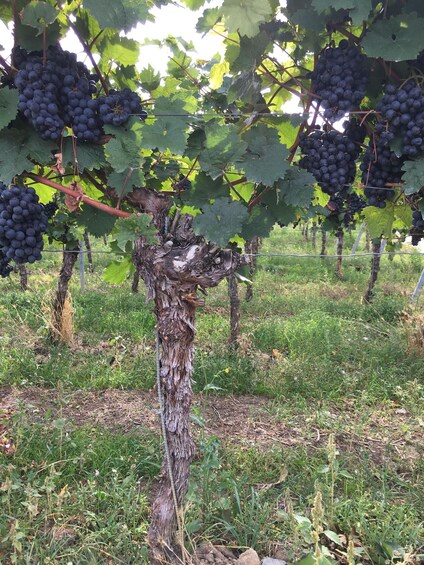 A vineyard with grapevines bearing clusters of dark grapes. 3