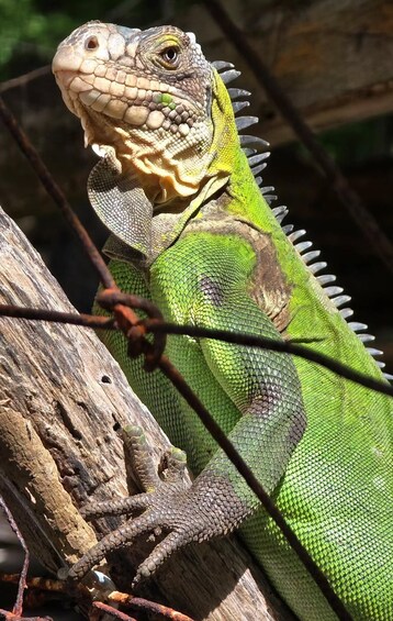 A green iguana on a tree branch. 3