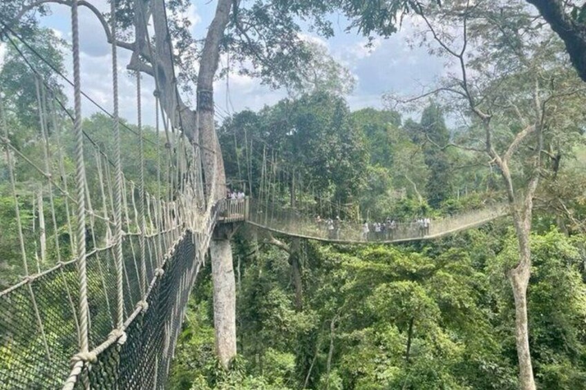 A suspension bridge in a forested area. 2