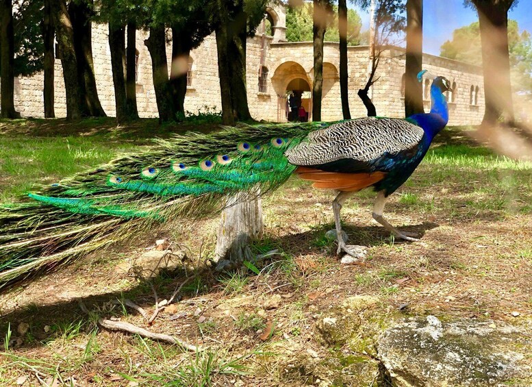 A peacock with a vibrant tail, standing in a grassy area with trees and a stone building in the background. 2