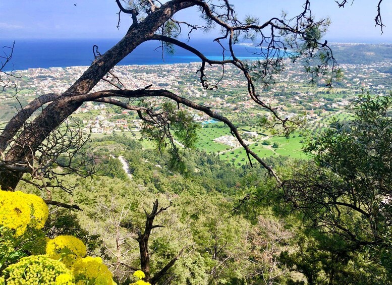 A tree branch overhanging a view of a coastal town with green fields and the ocean in the background. 3