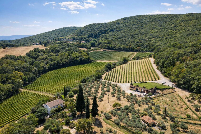 A vineyard with rows of grapevines, a building, and a hilly landscape. 2