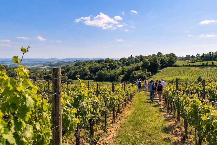 A vineyard with rows of grapevines and a group of people walking along a path. 5