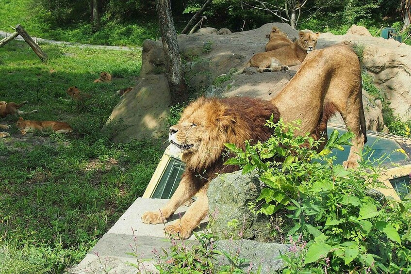 Picture 3 for Activity Tokyo: Mt. Fuji Safari Park, Shiraito Falls & Shrine Tour 3