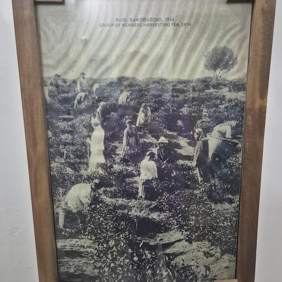 A historical black and white photograph of workers harvesting tea in a field. 2