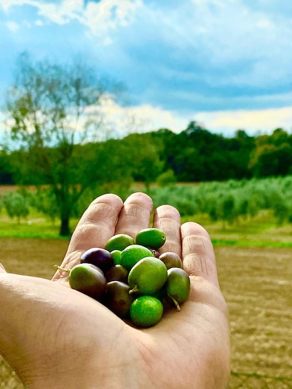 A hand holding green and purple berries against a backdrop of a field and trees under a partly cloudy sky. 5