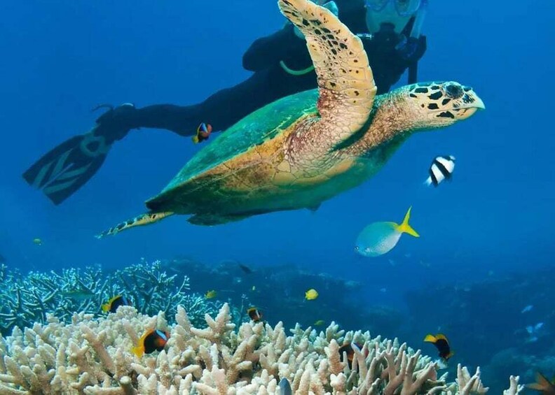 A sea turtle swimming near a coral reef with divers in the background. 5