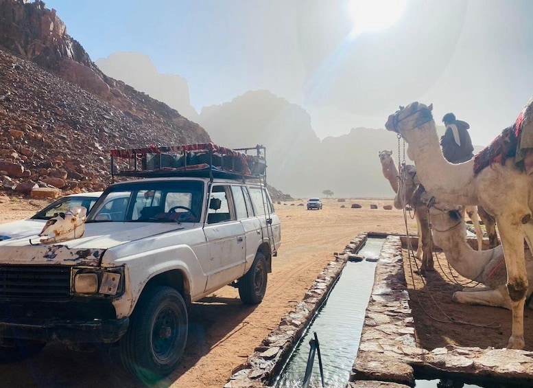A white SUV parked by a water channel with camels in the background. 5
