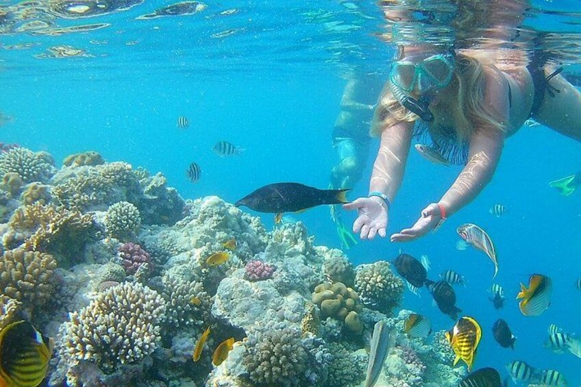 Una persona practica snorkel bajo el agua, entre arrecifes de coral y varios peces. 3