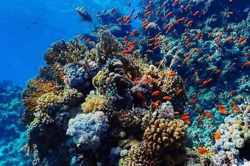 Un arrecife de coral vibrante con vida marina diversa y corales coloridos. 5
