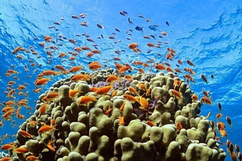 Un récif corallien où nagent différentes espèces de poissons. 5