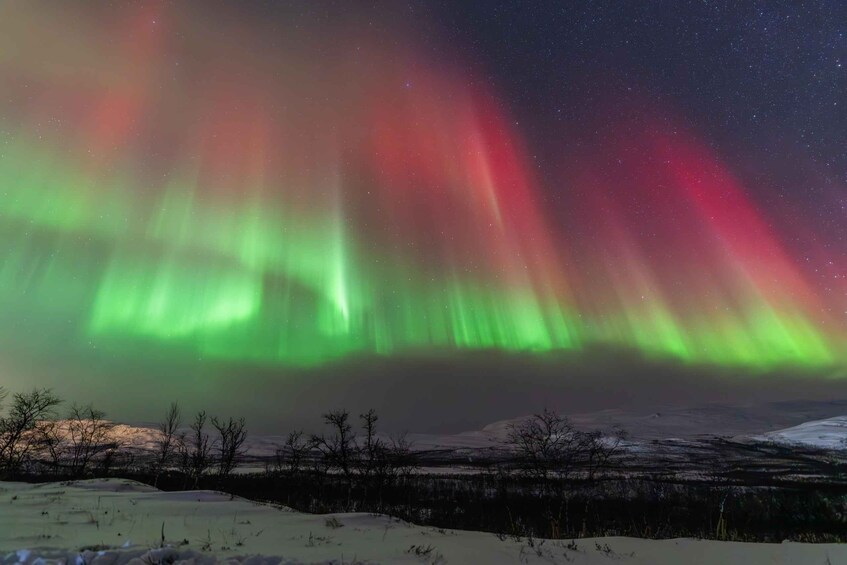 The Northern Lights over a snowy landscape with trees. 1