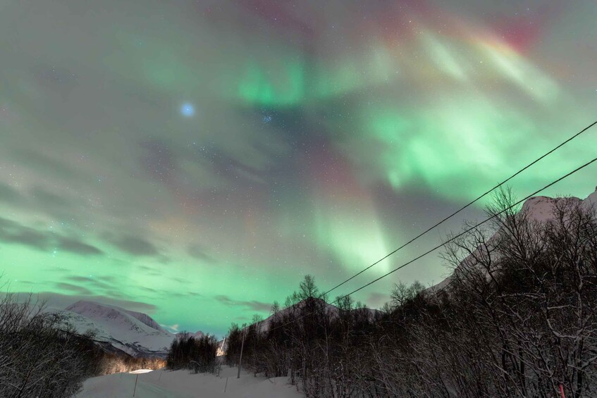The aurora borealis over a snowy landscape with bare trees and distant mountains. 4