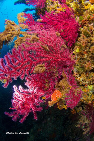 A vibrant coral reef with pink and orange corals, surrounded by various marine life. 2