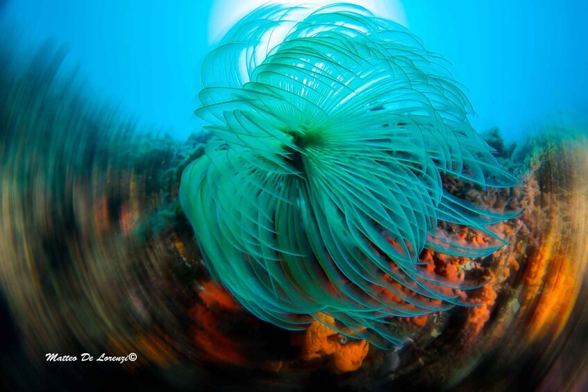 A close-up of a marine creature with long, flowing appendages, possibly a type of sea anemone or jellyfish, surrounded by a vibrant underwater environment. 4