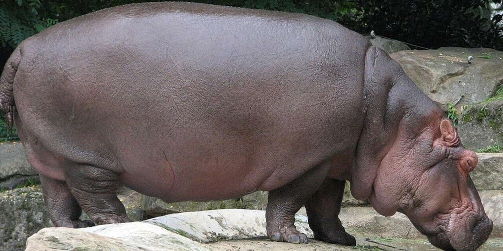 A hippopotamus standing on a rock. 3