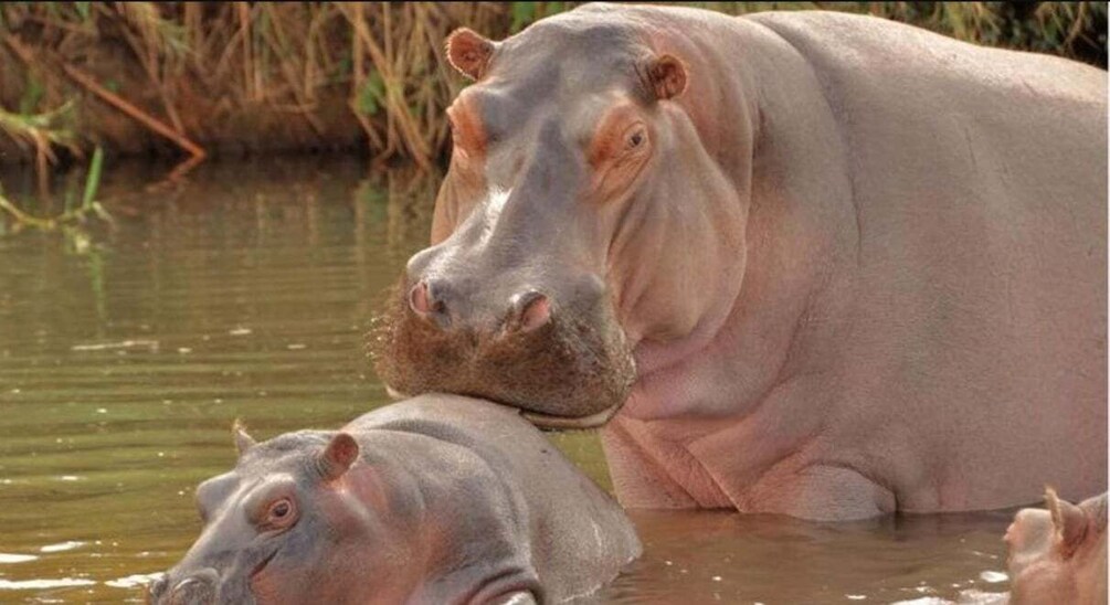Two hippos partially submerged in water with vegetation in the background. 4