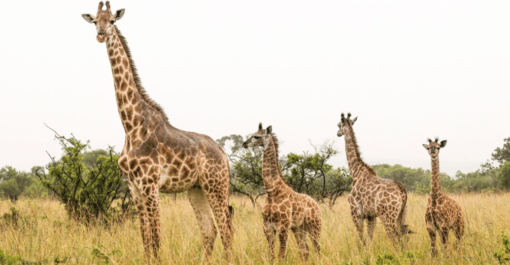 A group of giraffes standing in a grassy field with trees in the background. 5