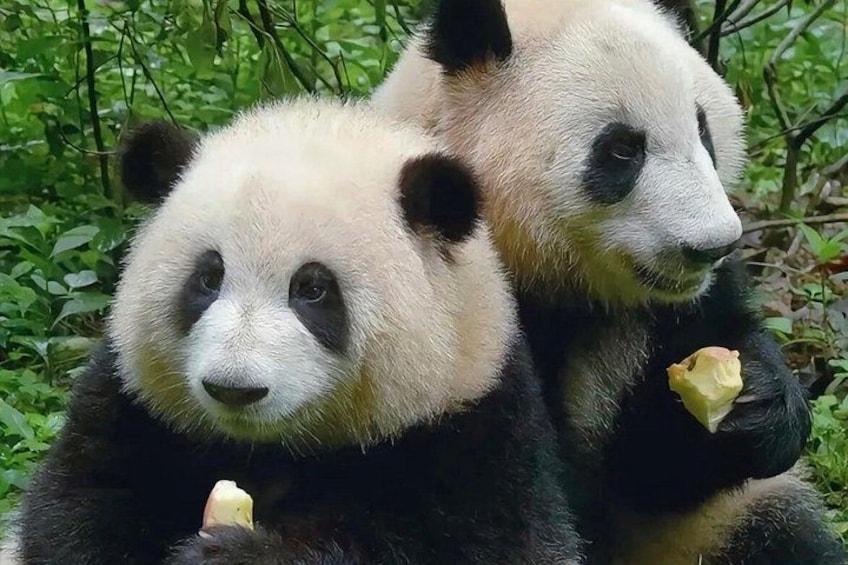 Two pandas eating in a forested area. 1