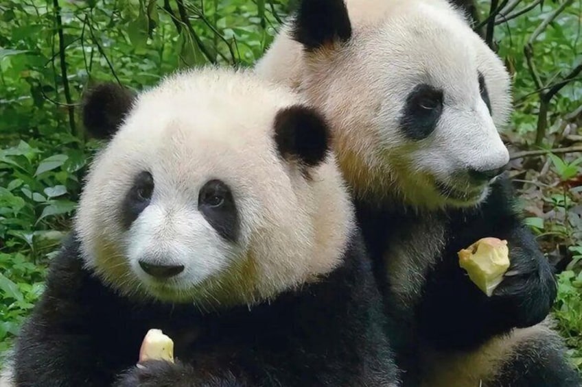Two pandas eating in a forested area. 1