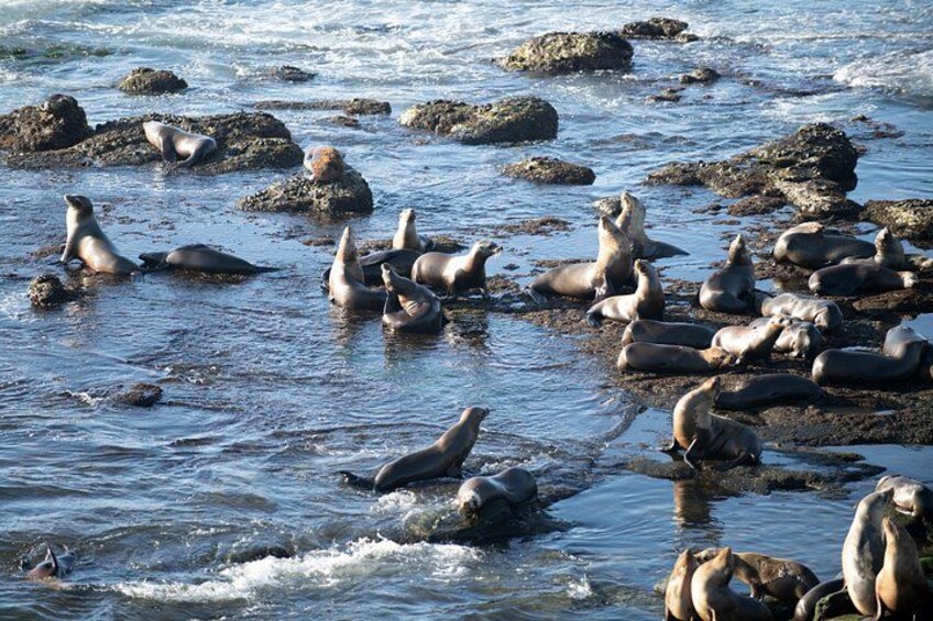A group of seals resting on rocks in a body of water. 5