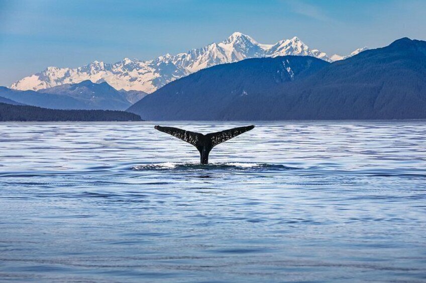 A whale tail above water with mountains in the background. 4