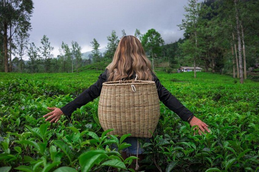 Full-Day Kandy - Nuwara Eliya - Kandy Private Tour 2