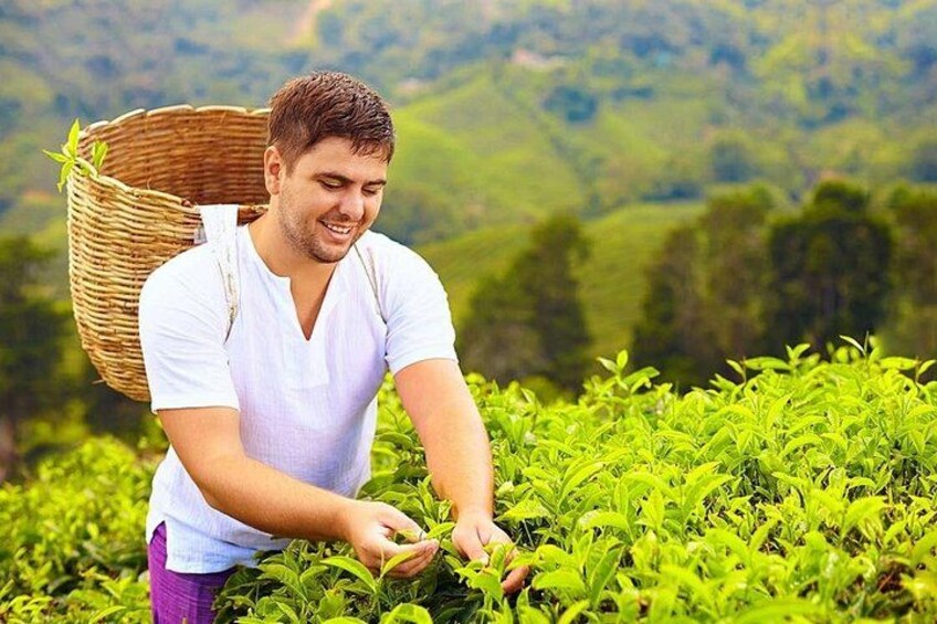 Full-Day Kandy - Nuwara Eliya - Kandy Private Tour 3