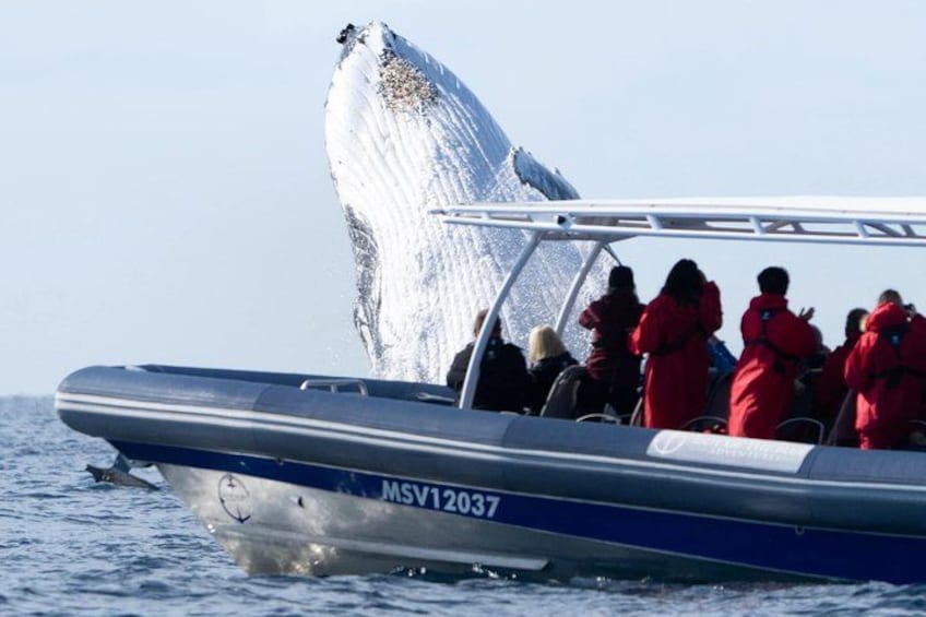 Un bote con gente con chaquetas rojas observando una ballena emergiendo. 4