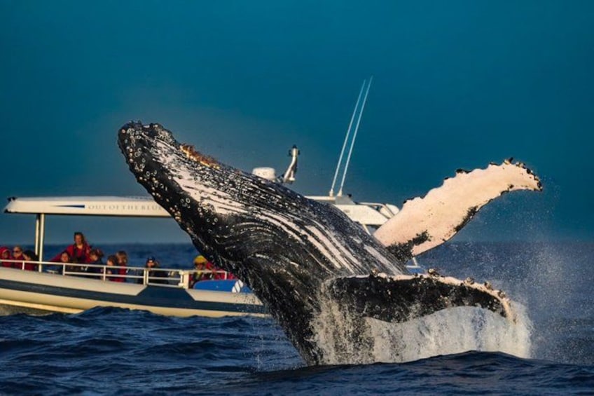 Una ballena rompiendo la superficie del agua, un barco con gente a bordo y un cielo azul despejado. 1