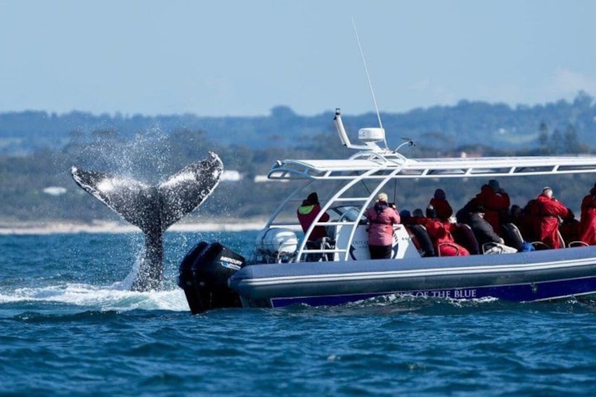 Un bote con gente a bordo, una ballena emergiendo del agua, y un cielo despejado. 5