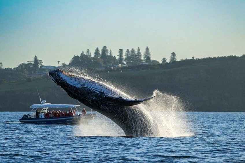 A whale breaching with water splashing around, a boat nearby, and a hilly landscape in the background. 2