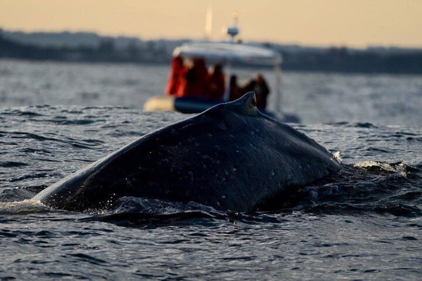 Een walvis springt uit het water, met een boot op de achtergrond. 5