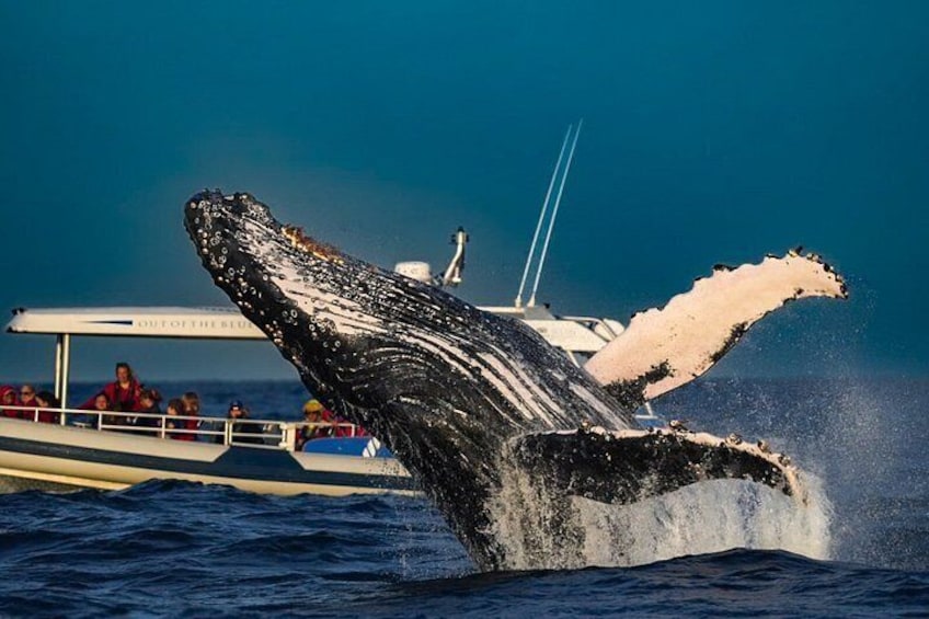 Een walvis springt uit het water, met zijn staartvin boven het wateroppervlak zichtbaar, een boot met passagiers en een helderblauwe lucht. 1