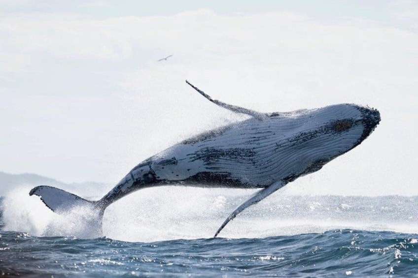 Una ballena emergiendo del agua. 3