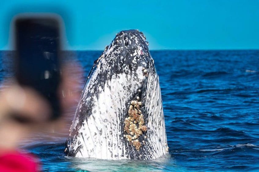 A whale with a visible barnacle cluster on its head, in the ocean. 2