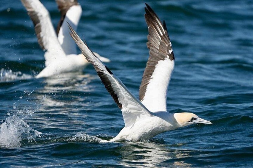 Een vogel met witte en bruine veren vliegt over het water. 4