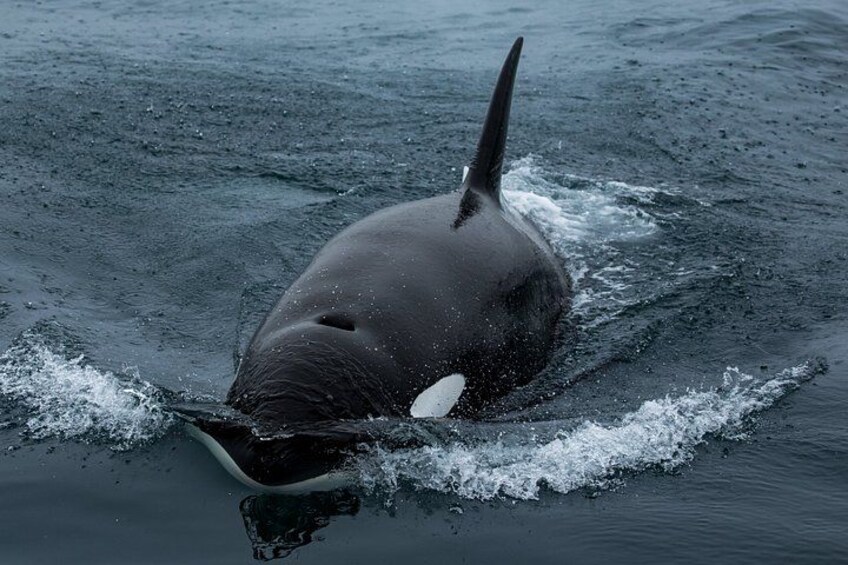 Un grand animal marin, vraisemblablement une baleine, nage dans l’océan. 5