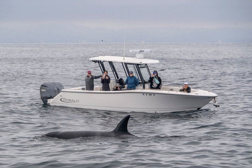 Un bateau nommé « ROBALLO » avec des personnes à bord et une baleine dans l’eau. 1