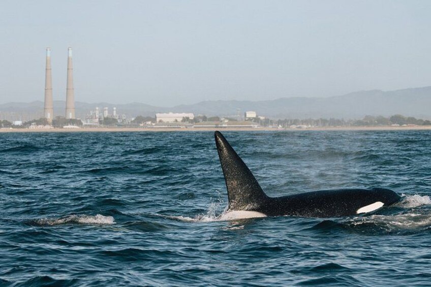 Une baleine sortant de l’eau, sa queue visible au-dessus de la surface, avec en arrière-plan une zone industrielle côtière et des cheminées d’usine. 2