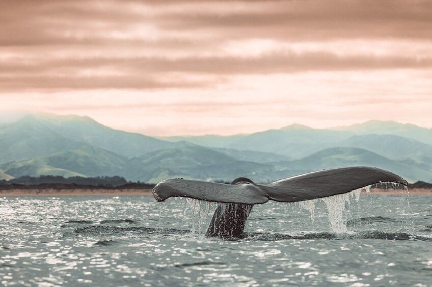 La queue d’une baleine sortant de l’eau, avec des montagnes en arrière-plan. 3