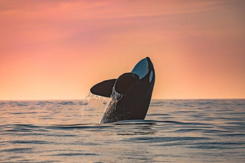 La queue d’une baleine émergeant de l’eau au coucher du soleil. 4