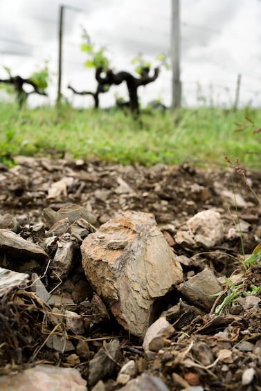 A rocky terrain with a tree stump and some greenery in the background. 3