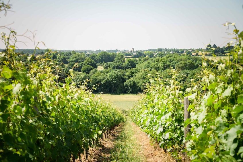 A vineyard with rows of grapevines and a distant view of a town. 4