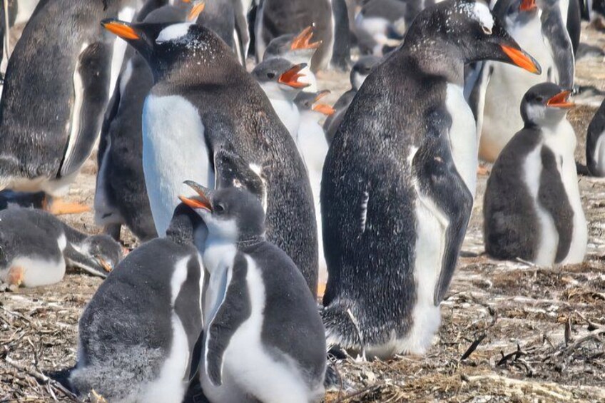 Eine Gruppe von Pinguinen auf einer felsigen Fläche. 2