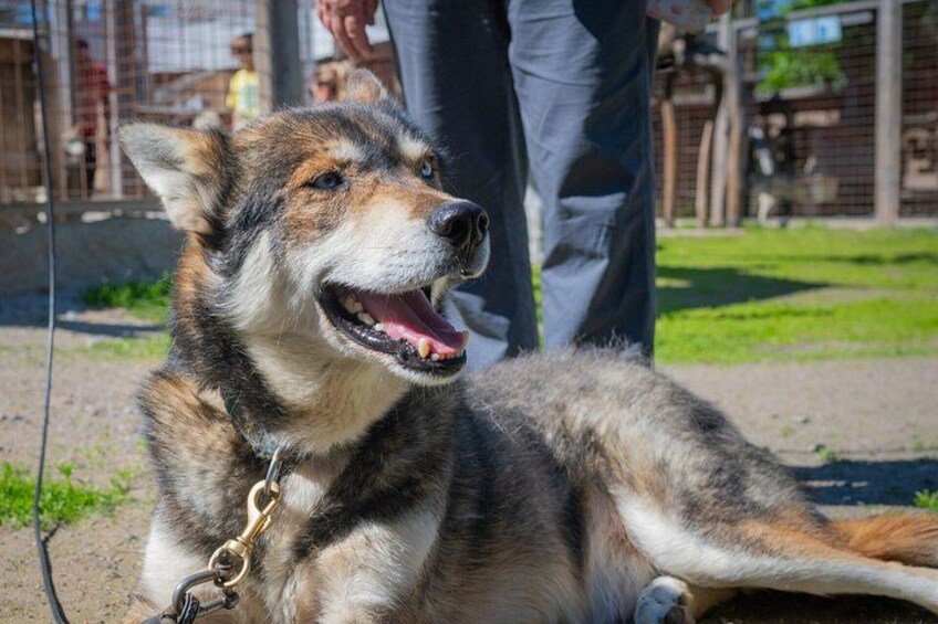 Rovaniemi Husky and Reindeer Experience in Summer with Transfers 1