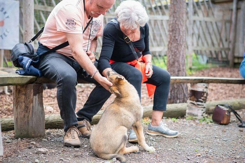 Rovaniemi Husky and Reindeer Experience in Summer with Transfers 4