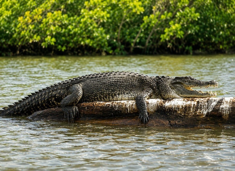 Picture 2 for Activity Mirissa to Matara: Crocodile, Bird, Monkey Photography Tour 3