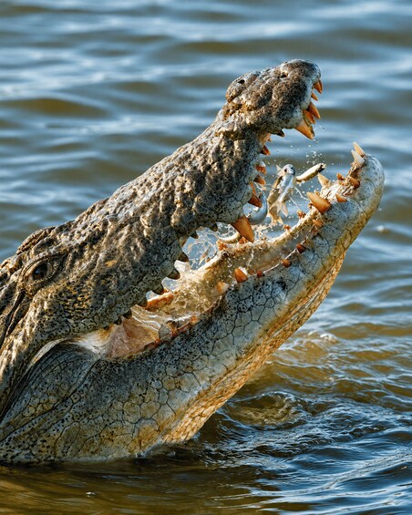 Mirissa to Matara: Crocodile, Bird, Monkey Photography Tour 2